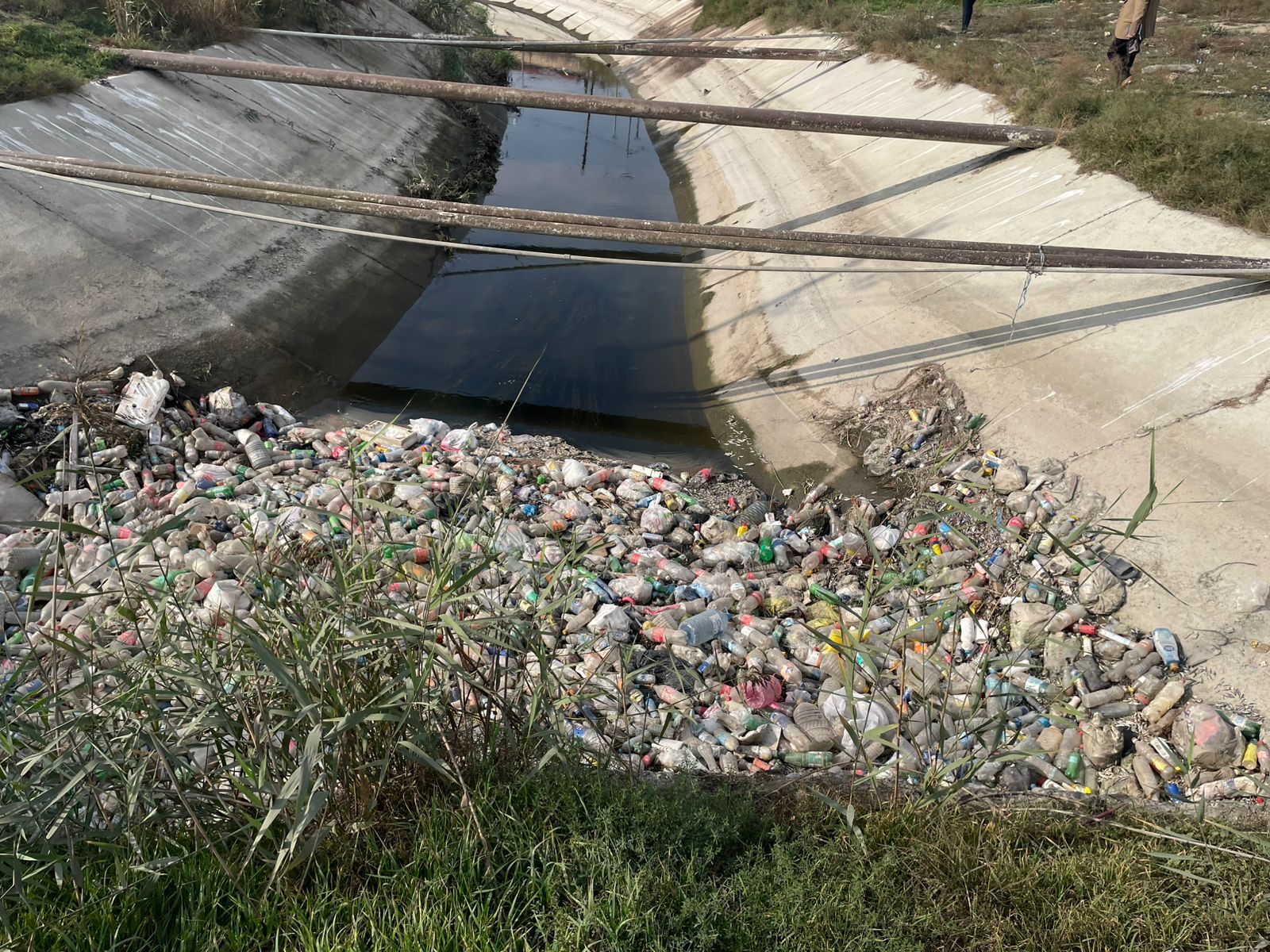 Samur–Abşeron suvarma kanalında balıqların tələfi araşdırılır - RƏSMİ (FOTO)