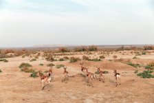 Heydər Əliyev Fondunun vitse-prezidenti Leyla Əliyeva Mingəçevirdə ekoloji aksiyalarda iştirak edib (FOTO)