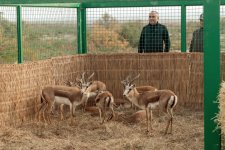 Heydər Əliyev Fondunun vitse-prezidenti Leyla Əliyeva Mingəçevirdə ekoloji aksiyalarda iştirak edib (FOTO)