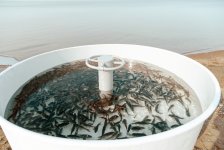 Heydər Əliyev Fondunun vitse-prezidenti Leyla Əliyeva Mingəçevirdə ekoloji aksiyalarda iştirak edib (FOTO)