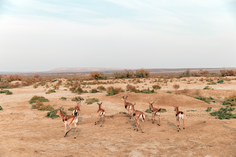 Heydər Əliyev Fondunun vitse-prezidenti Leyla Əliyeva Mingəçevirdə ekoloji aksiyalarda iştirak edib (FOTO)