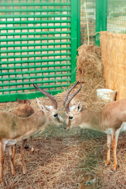 Heydər Əliyev Fondunun vitse-prezidenti Leyla Əliyeva Mingəçevirdə ekoloji aksiyalarda iştirak edib (FOTO)