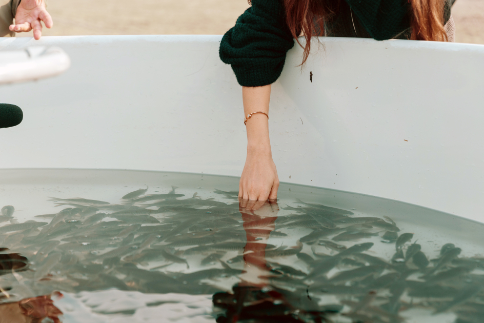 Heydər Əliyev Fondunun vitse-prezidenti Leyla Əliyeva Mingəçevirdə ekoloji aksiyalarda iştirak edib (FOTO)