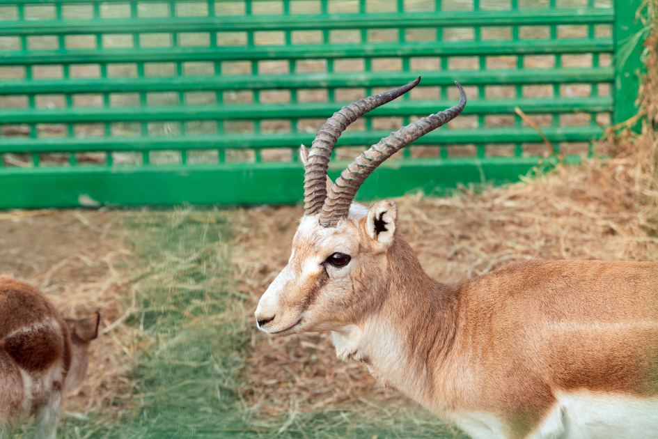 Heydər Əliyev Fondunun vitse-prezidenti Leyla Əliyeva Mingəçevirdə ekoloji aksiyalarda iştirak edib (FOTO)