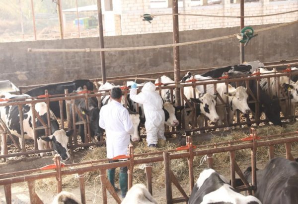 Dabaq xəstəliyi ilə bağlı peyvəndləmə tədbirlərinin bu ilin sonuna qədər başa çatdırılması planlaşdırılır - RƏSMİ