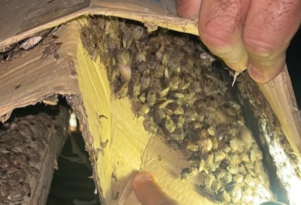 Bu iki rayonda 1000-dən çox tikili qəhvəyi mərmər bağacığından təmizlənib (FOTO)