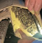 Bu iki rayonda 1000-dən çox tikili qəhvəyi mərmər bağacığından təmizlənib (FOTO)