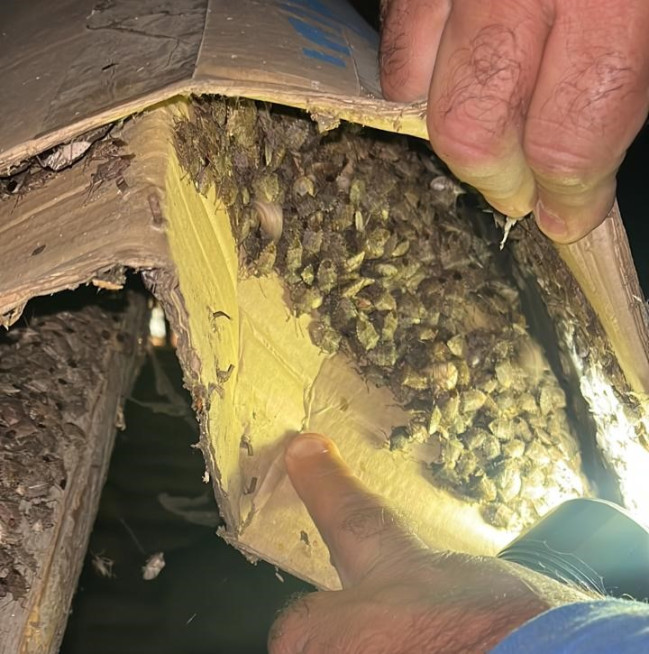 Bu iki rayonda 1000-dən çox tikili qəhvəyi mərmər bağacığından təmizlənib (FOTO)