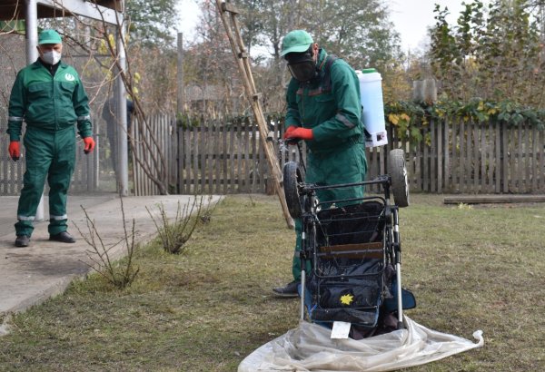 Qəhvəyi mərmər bağacığına qarşı 28 rayonda monitorinqlər aparılıb