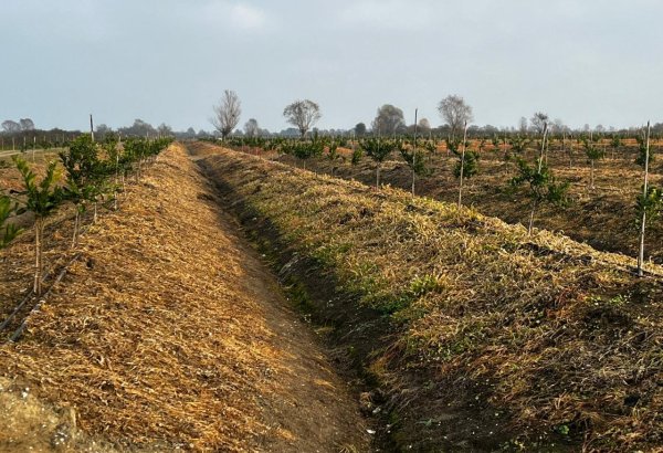 Bu şəxslərə ödənilən məbləğin yuxarı həddi artırılıb