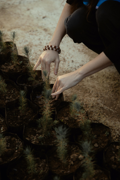 Leyla Əliyeva, Arzu Əliyeva və Alena Əliyeva Lənkəranda ekoloji aksiyalarda iştirak ediblər (FOTO)