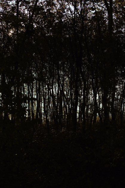 Leyla Əliyeva, Arzu Əliyeva və Alena Əliyeva Lənkəranda ekoloji aksiyalarda iştirak ediblər (FOTO)