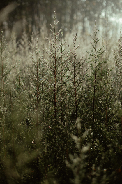 Leyla Əliyeva, Arzu Əliyeva və Alena Əliyeva Lənkəranda ekoloji aksiyalarda iştirak ediblər (FOTO)