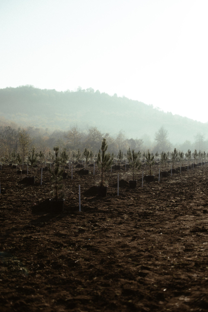 Leyla Əliyeva, Arzu Əliyeva və Alena Əliyeva Lənkəranda ekoloji aksiyalarda iştirak ediblər (FOTO)