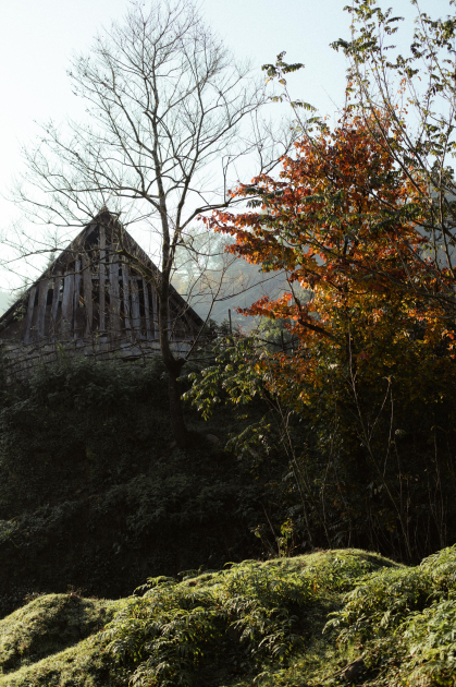 Leyla Əliyeva, Arzu Əliyeva və Alena Əliyeva Lənkəranda ekoloji aksiyalarda iştirak ediblər (FOTO)