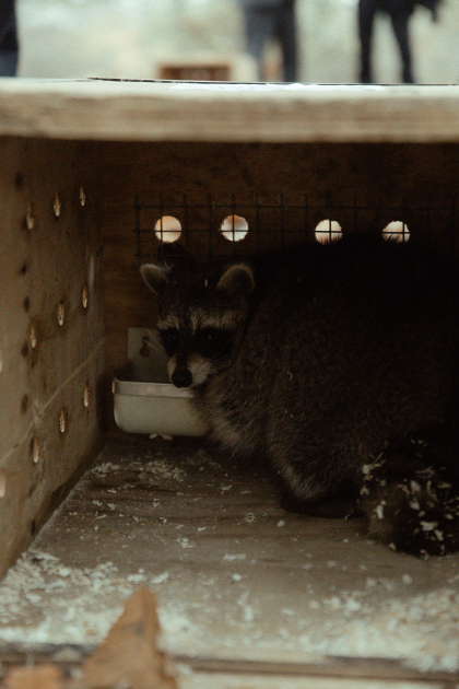 Leyla Əliyeva, Arzu Əliyeva və Alena Əliyeva Lənkəranda ekoloji aksiyalarda iştirak ediblər (FOTO)