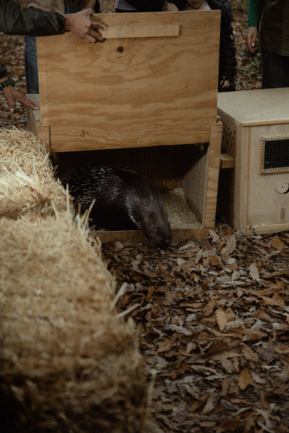 Leyla Əliyeva, Arzu Əliyeva və Alena Əliyeva Lənkəranda ekoloji aksiyalarda iştirak ediblər (FOTO)