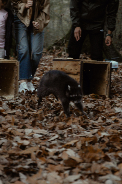 Leyla Əliyeva, Arzu Əliyeva və Alena Əliyeva Lənkəranda ekoloji aksiyalarda iştirak ediblər (FOTO)