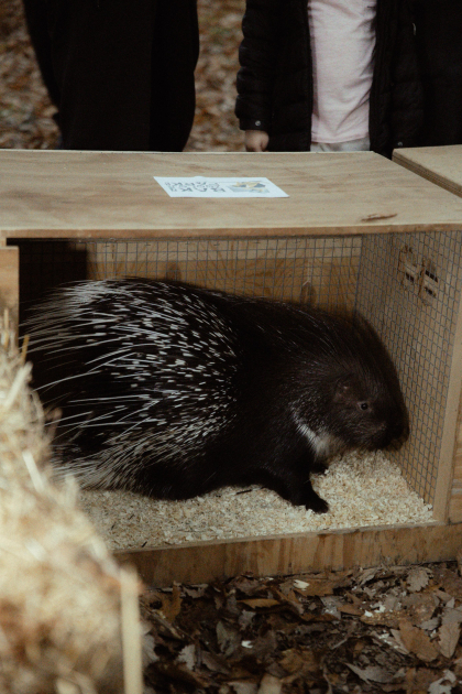 Leyla Əliyeva, Arzu Əliyeva və Alena Əliyeva Lənkəranda ekoloji aksiyalarda iştirak ediblər (FOTO)