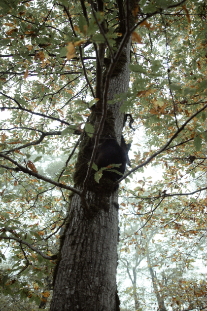 Leyla Əliyeva, Arzu Əliyeva və Alena Əliyeva Lənkəranda ekoloji aksiyalarda iştirak ediblər (FOTO)