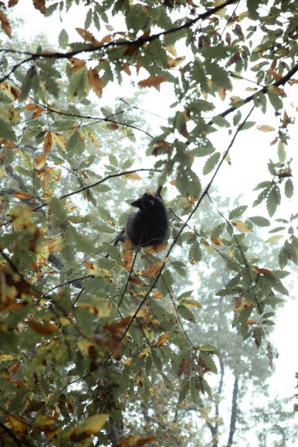 Leyla Əliyeva, Arzu Əliyeva və Alena Əliyeva Lənkəranda ekoloji aksiyalarda iştirak ediblər (FOTO)