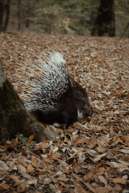 Leyla Əliyeva, Arzu Əliyeva və Alena Əliyeva Lənkəranda ekoloji aksiyalarda iştirak ediblər (FOTO)
