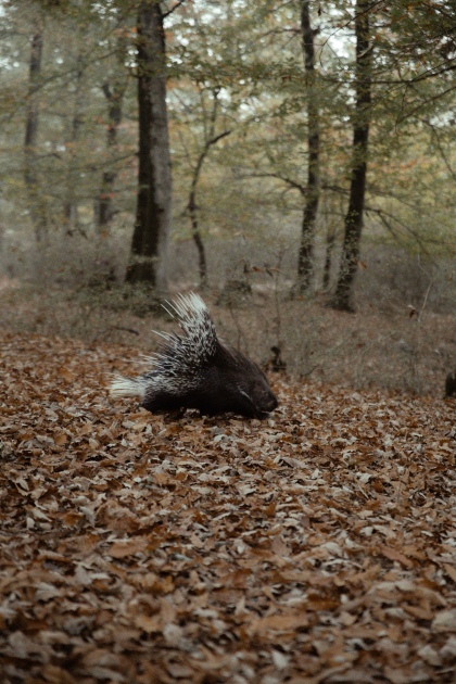 Leyla Əliyeva, Arzu Əliyeva və Alena Əliyeva Lənkəranda ekoloji aksiyalarda iştirak ediblər (FOTO)