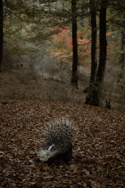 Leyla Əliyeva, Arzu Əliyeva və Alena Əliyeva Lənkəranda ekoloji aksiyalarda iştirak ediblər (FOTO)