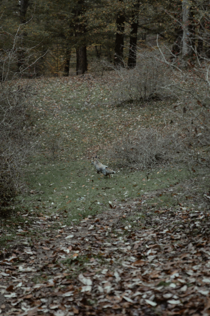 Leyla Əliyeva, Arzu Əliyeva və Alena Əliyeva Lənkəranda ekoloji aksiyalarda iştirak ediblər (FOTO)