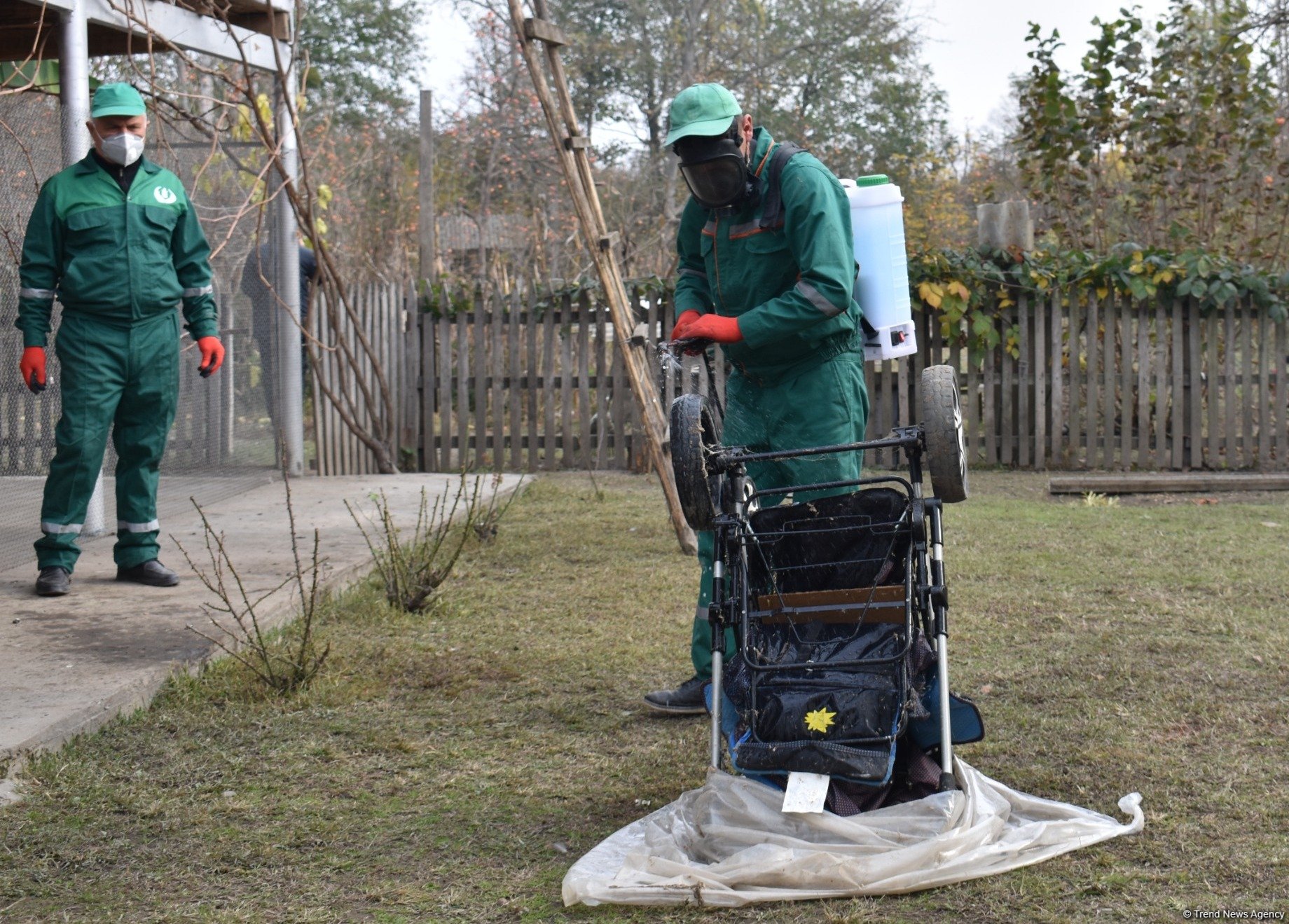 Qəhvəyi mərmər bağacığına qarşı 28 rayonda monitorinqlər aparılıb