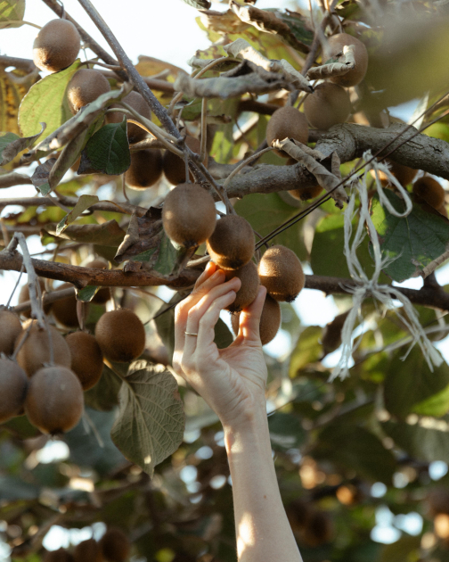 Leyla Əliyeva, Arzu Əliyeva və Alena Əliyeva Lənkəranda fermer təsərrüfatı ilə tanış olublar (FOTO)