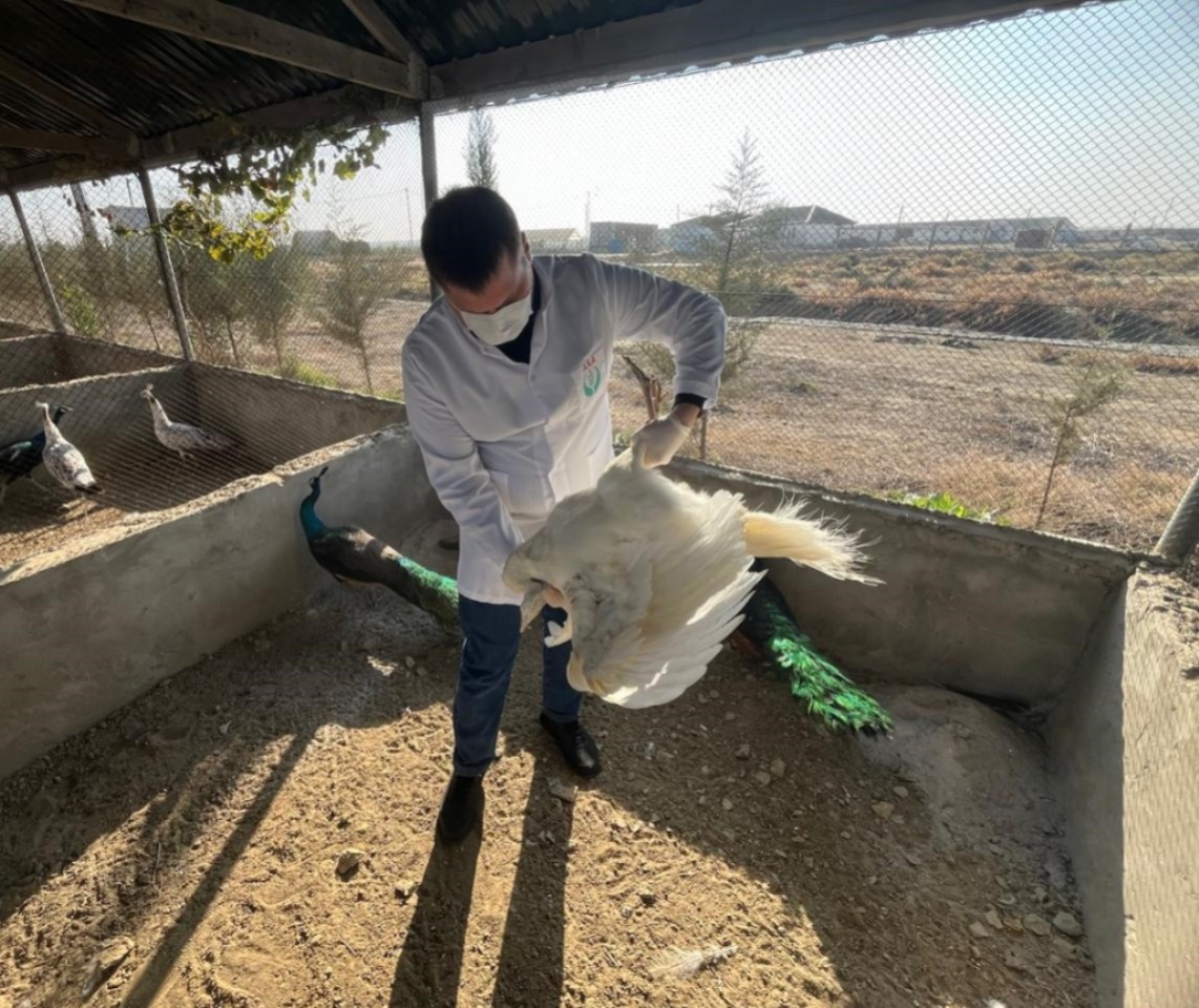 Hacıqabulda restoranda biotəhlükəsizlik tədbirləri görülüb (FOTO)