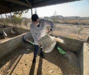 Hacıqabulda restoranda biotəhlükəsizlik tədbirləri görülüb (FOTO)