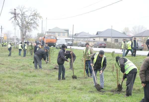 Xaçmaz rayonunda növbəti ağacəkmə aksiyası keçirilib (FOTO)