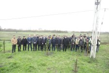 Xaçmaz rayonunda növbəti ağacəkmə aksiyası keçirilib (FOTO)