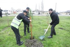 Xaçmaz rayonunda növbəti ağacəkmə aksiyası keçirilib (FOTO)