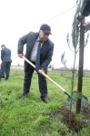 Xaçmaz rayonunda növbəti ağacəkmə aksiyası keçirilib (FOTO)