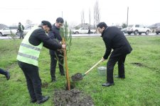 Xaçmaz rayonunda növbəti ağacəkmə aksiyası keçirilib (FOTO)