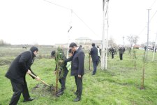 Xaçmaz rayonunda növbəti ağacəkmə aksiyası keçirilib (FOTO)