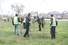 Xaçmaz rayonunda növbəti ağacəkmə aksiyası keçirilib (FOTO)