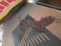 Zaqatala və Balakəndə 600-dən çox evdə zərərvericilər məhv edilib (FOTO)