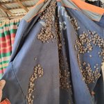 Zaqatala və Balakəndə 600-dən çox evdə zərərvericilər məhv edilib (FOTO)