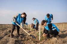 IDEA Xaçmaz və Şabranda növbəti ağacəkmə aksiyaları təşkil edib (FOTO)