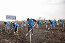 IDEA Xaçmaz və Şabranda növbəti ağacəkmə aksiyaları təşkil edib (FOTO)