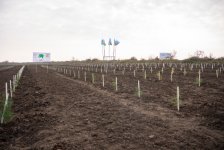 IDEA Xaçmaz və Şabranda növbəti ağacəkmə aksiyaları təşkil edib (FOTO)