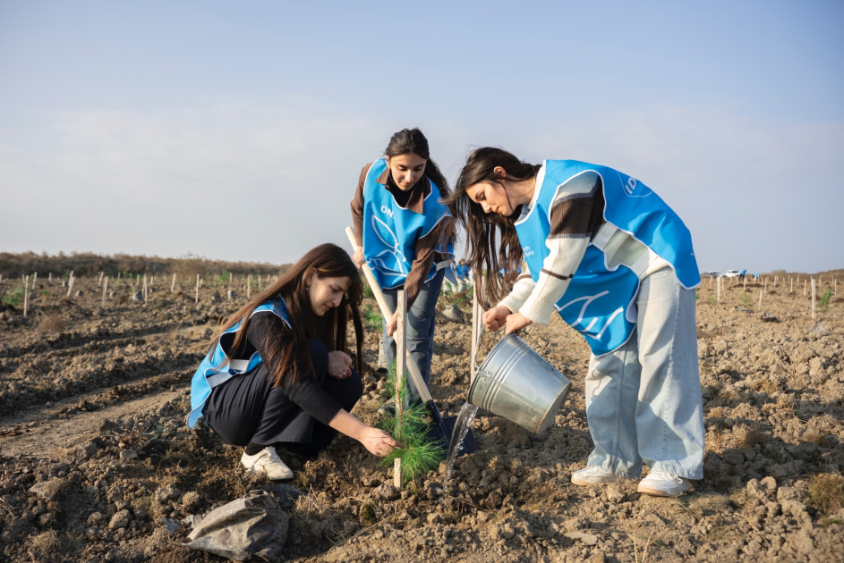 IDEA Xaçmaz və Şabranda növbəti ağacəkmə aksiyaları təşkil edib (FOTO)