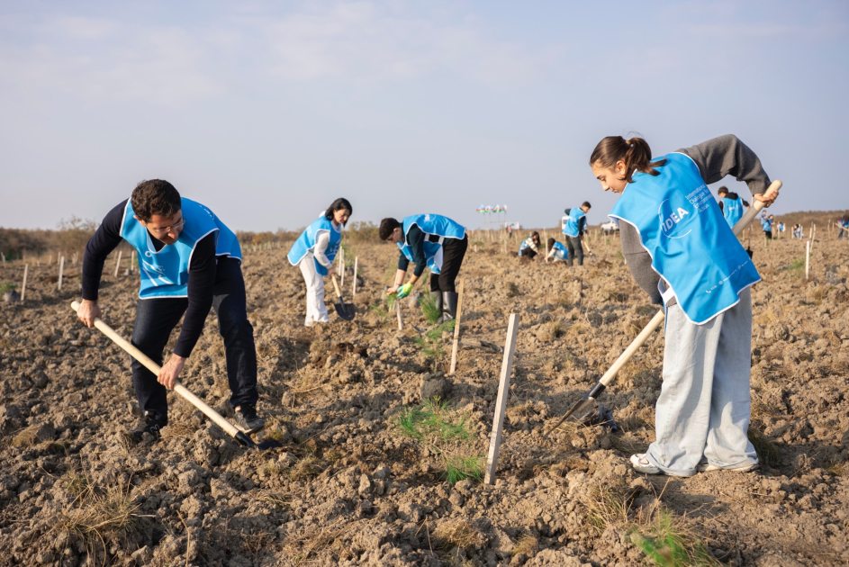 IDEA Xaçmaz və Şabranda növbəti ağacəkmə aksiyaları təşkil edib (FOTO)