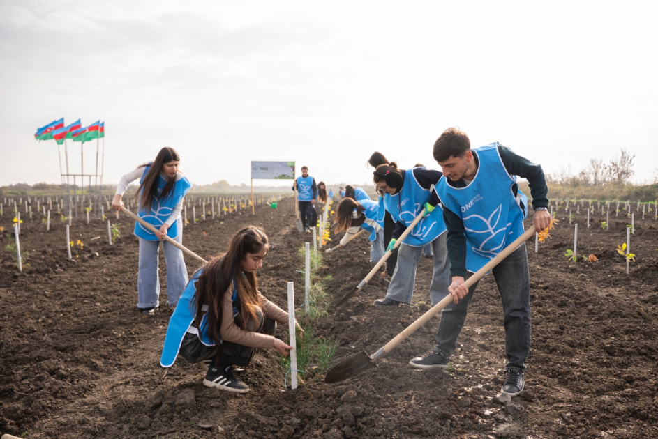 IDEA Xaçmaz və Şabranda növbəti ağacəkmə aksiyaları təşkil edib (FOTO)