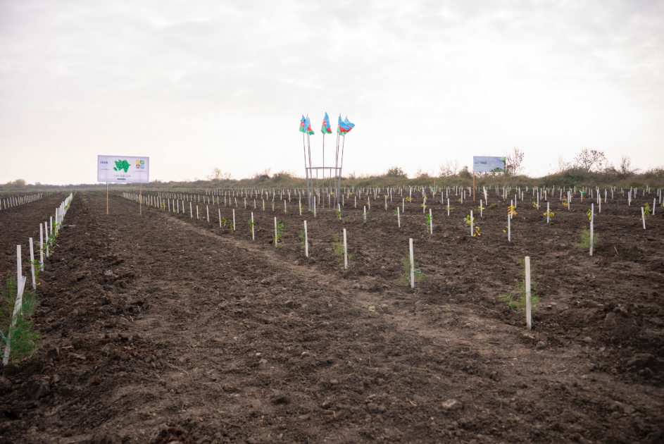 IDEA Xaçmaz və Şabranda növbəti ağacəkmə aksiyaları təşkil edib (FOTO)