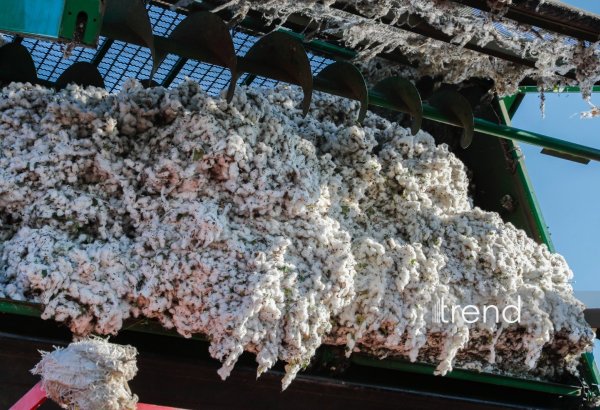 Gələn il pambıq üzrə məhsul əmsalı bu bölgələrə şamil ediləcək